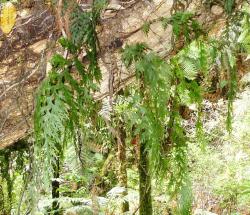 Hymenophyllum dilatatum. Plants growing epiphytically on a leaning trunk.
 Image: L.R. Perrie © Leon Perrie 2011 CC BY-NC 3.0 NZ